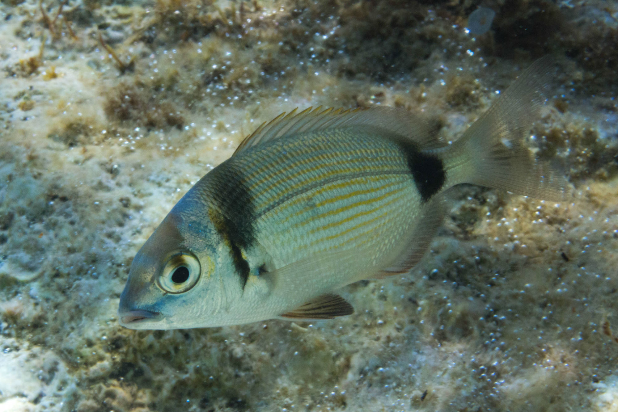 Sea Bream Swimming in the Adriatic Sea