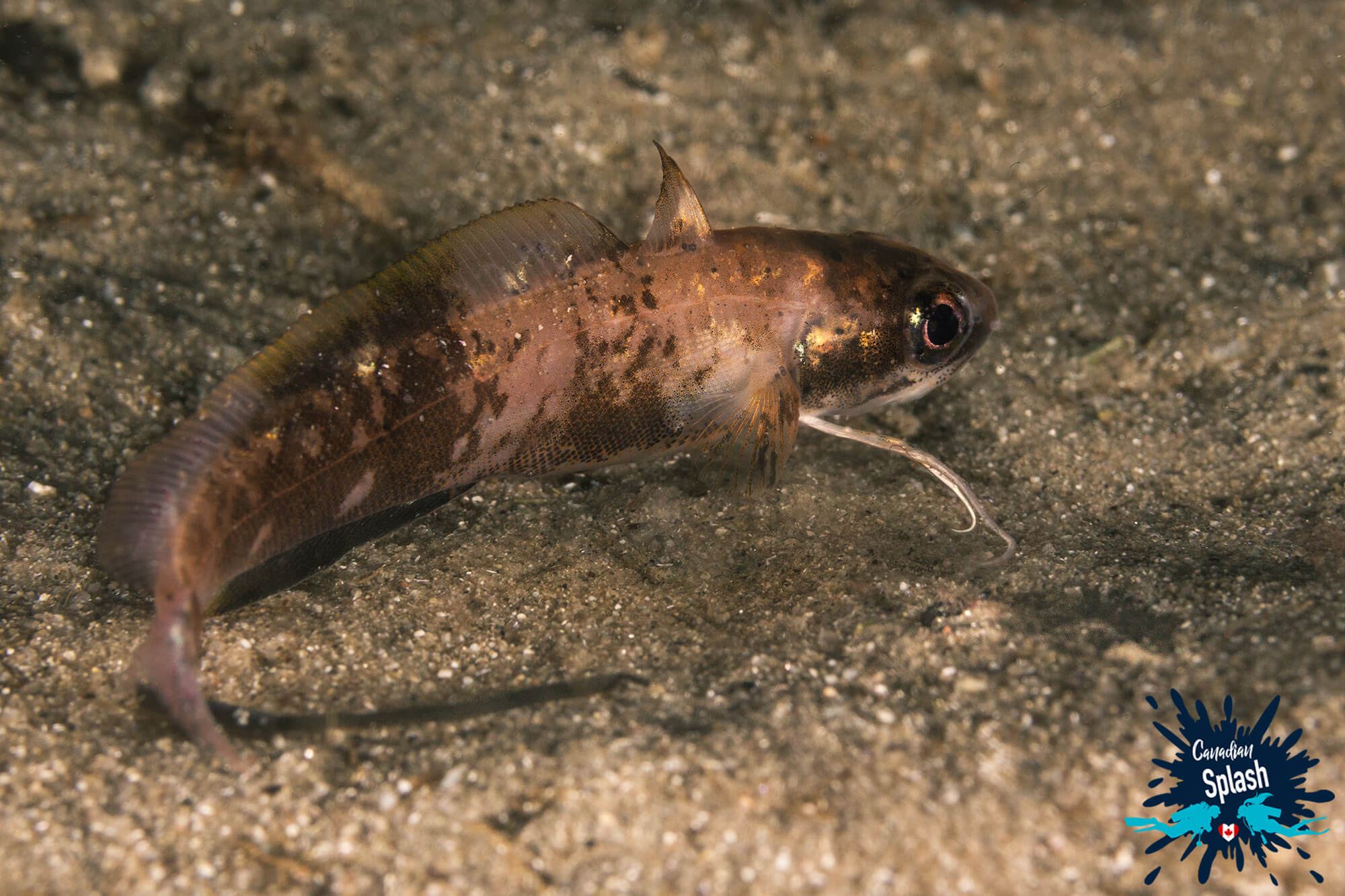 A Baby Hake Swimming About The Bottom Of The North Atlantic In St Margarets Bay, Outside Of Halifax, Nova Scotia, Canada