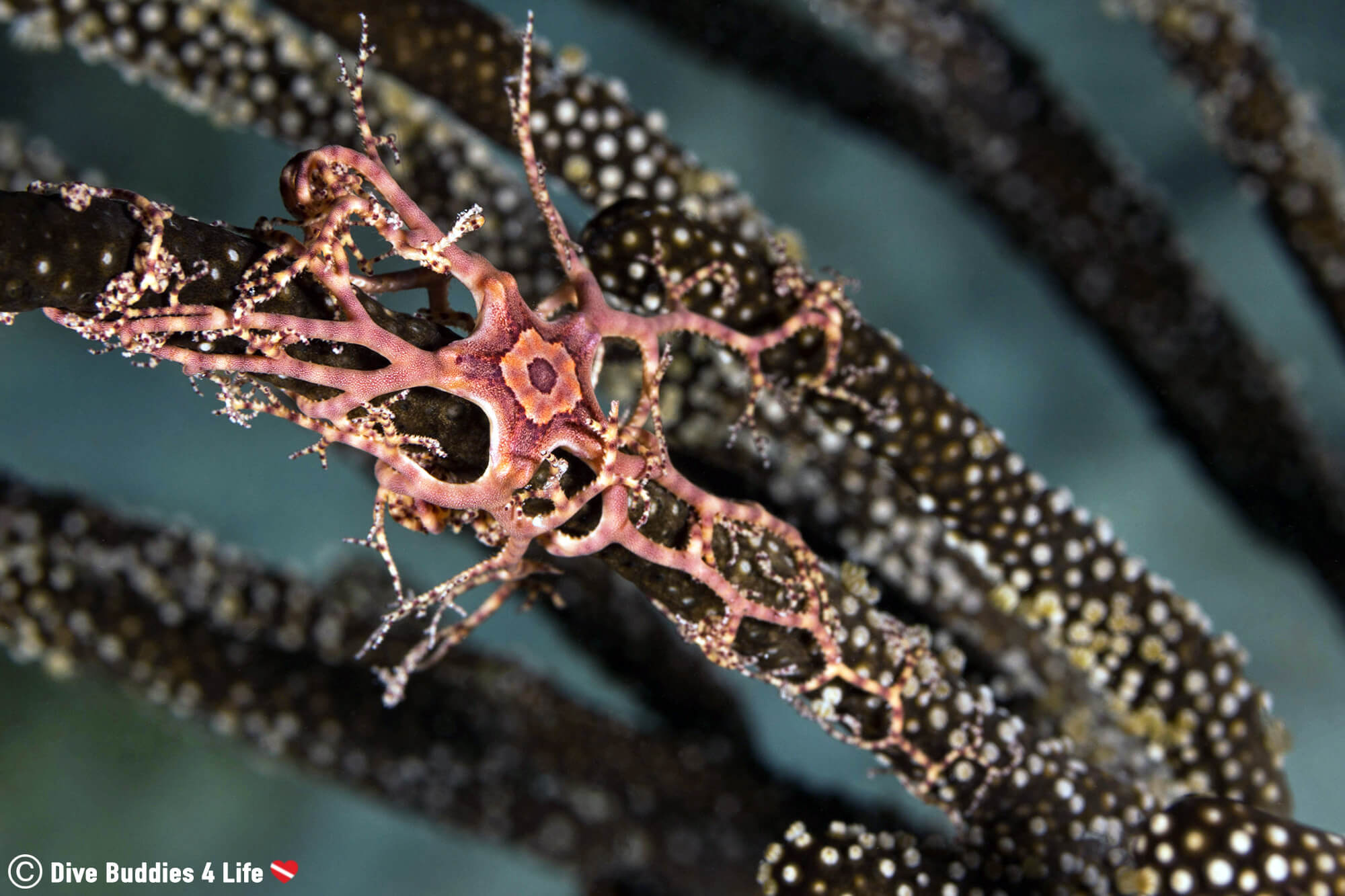 A Basket Star In Bonaire Hanging Off A Piece Of Soft Coral At Night, Dutch Caribbean