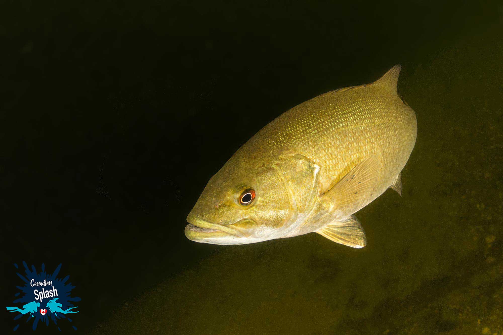 A Bass Fish Swimming In The Dark Depths Of West Hawk Crater Lake In Manitoba, Canada Underwater