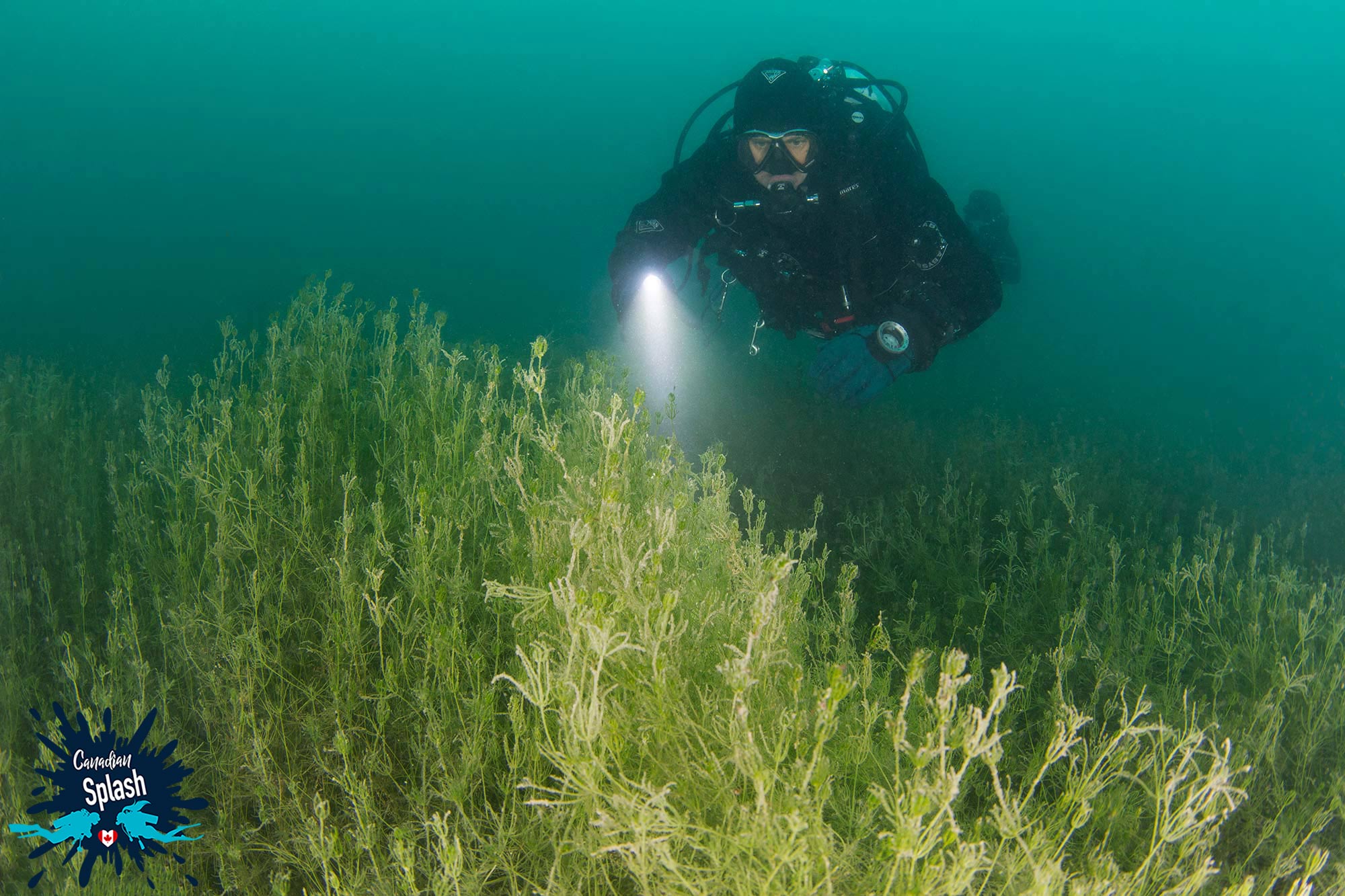 A Bed Of Vegetation On The Bottom Of A Glacier Lake While Scuba Diving In Jasper National Park, Alberta Underwater, Canada