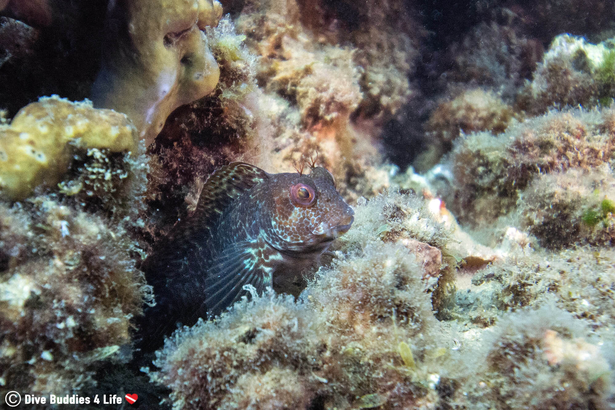 A Blenny Between Two Rocks At The Baiae Dive Site In Naples, Italy, Europe