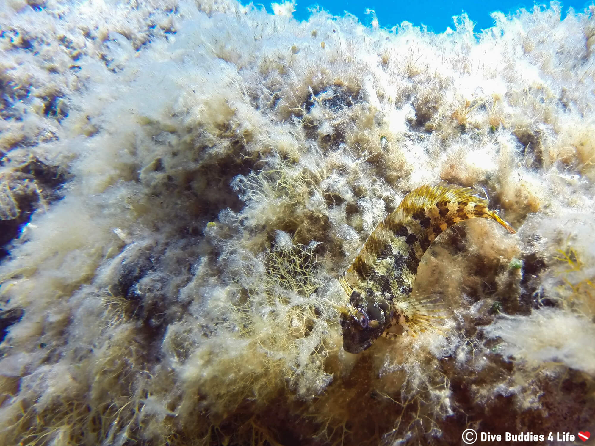 A Blenny Fish Species On A Rock Underwater Around Zakynthos Island, Greece