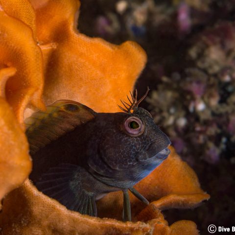 A Blenny Poking Out Of A Sea Sponge In Carnac, Brittany