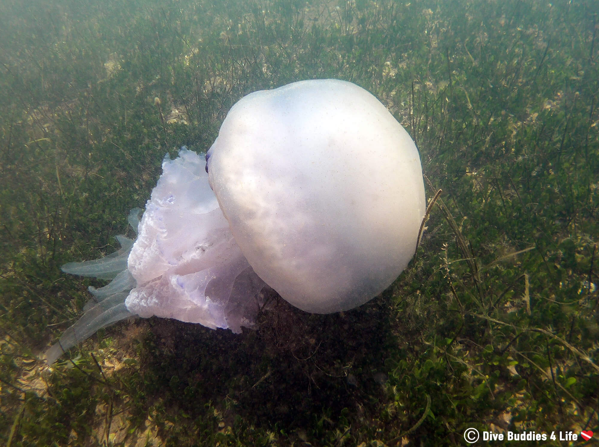 A Blubber Type Jellyfish Resting On The Bottom Of The Minor Sea In Spain, Europe