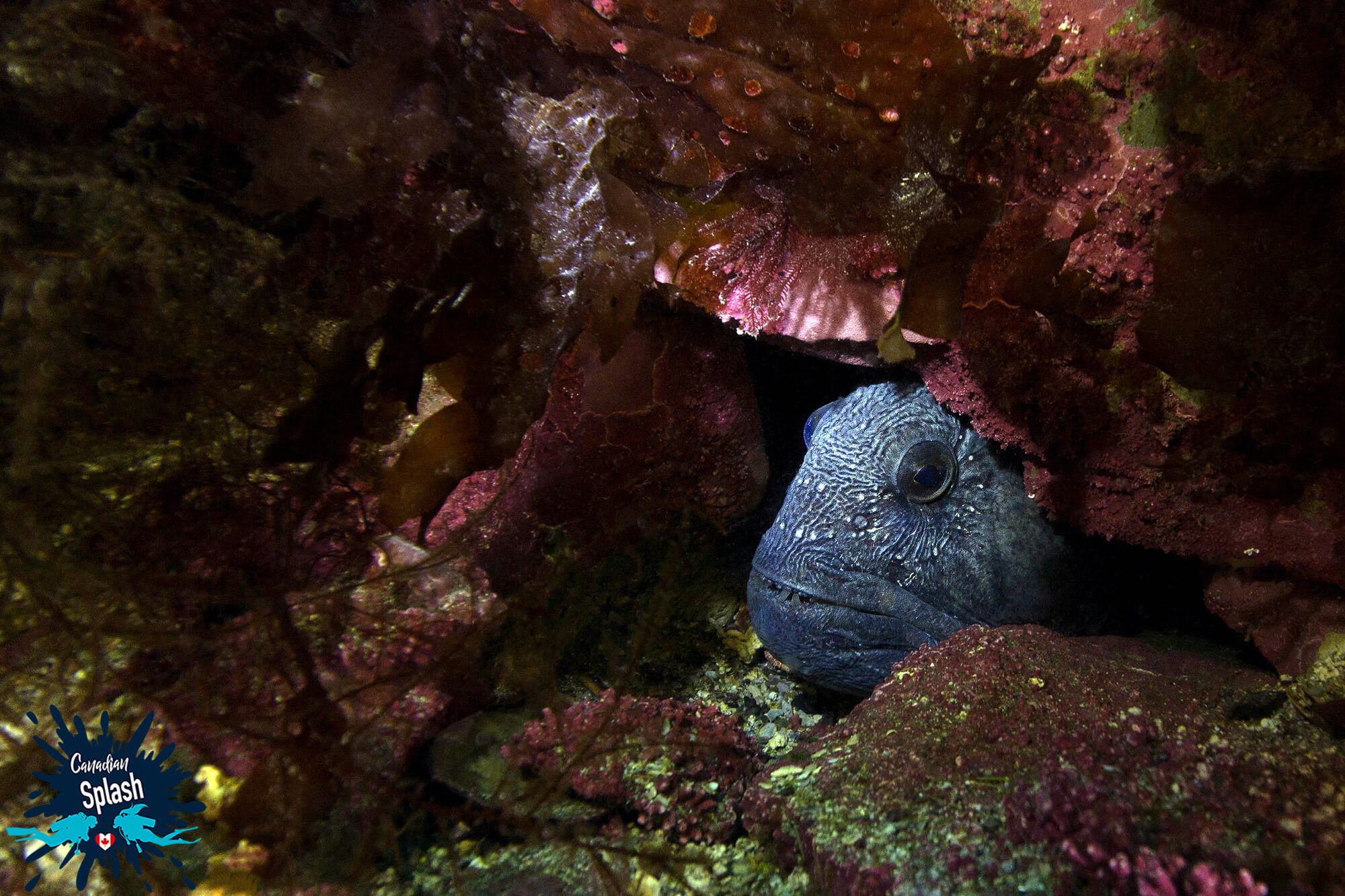 A Blue Wolffish In It's Den At The Bottom Of The North Atlantic Shore Diving In Newfoundland And Labrador, Scuba Diving Canada