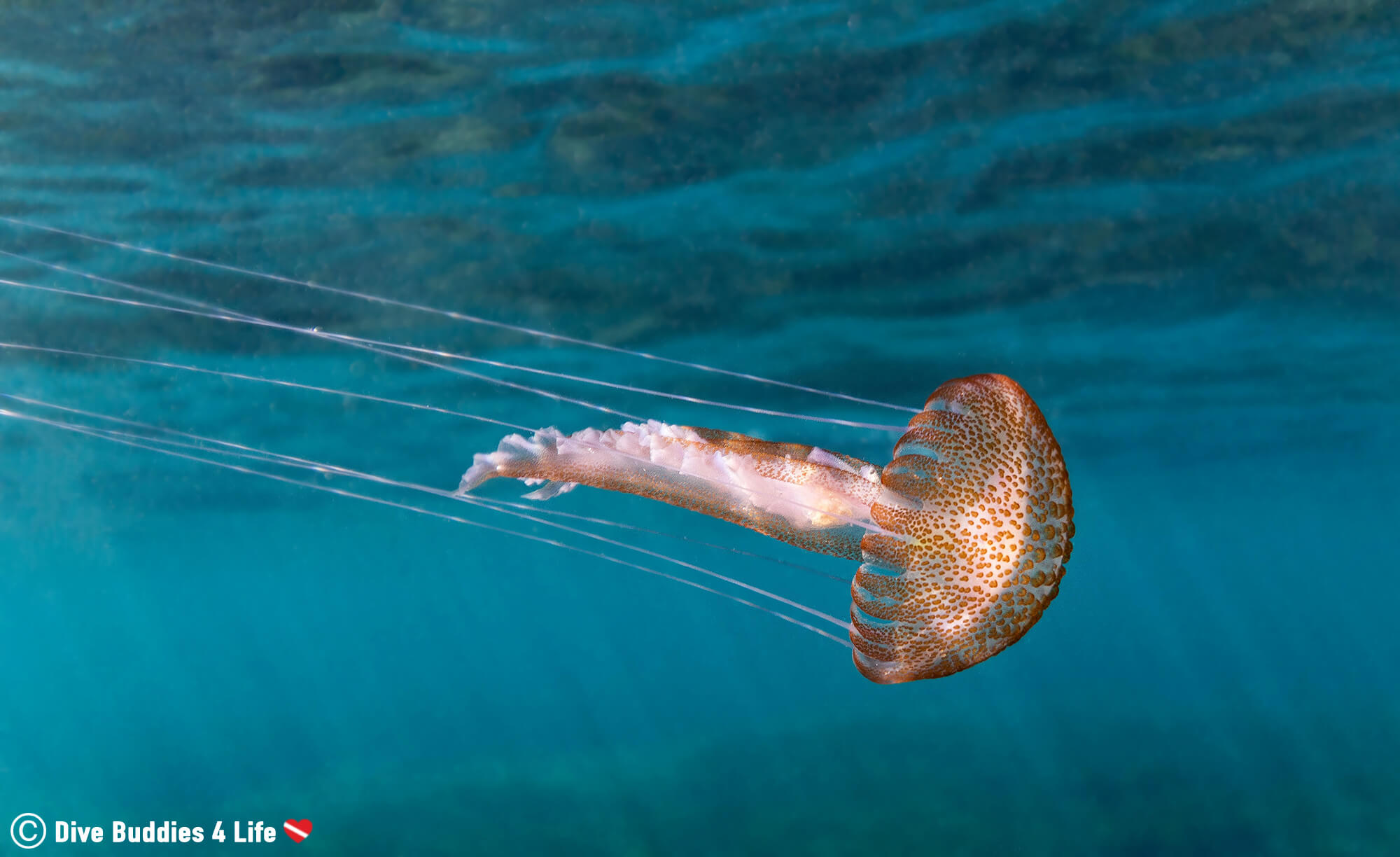 A Brown And White Spotted Jellyfish With Long Tentacle Flowing From The Bell In Spain, Europe
