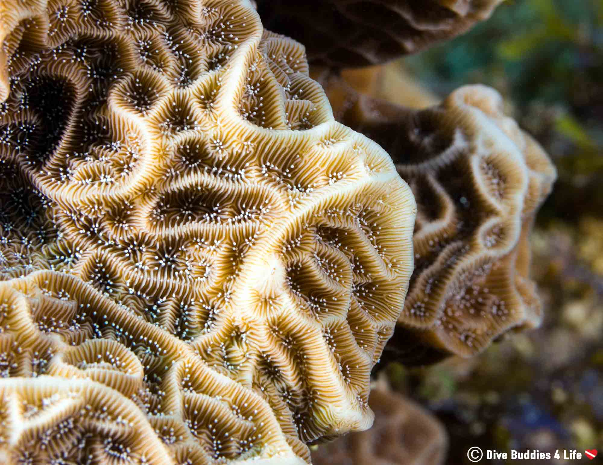 A Coral Reef In The Florida Key's, Diving Key Largo, USA