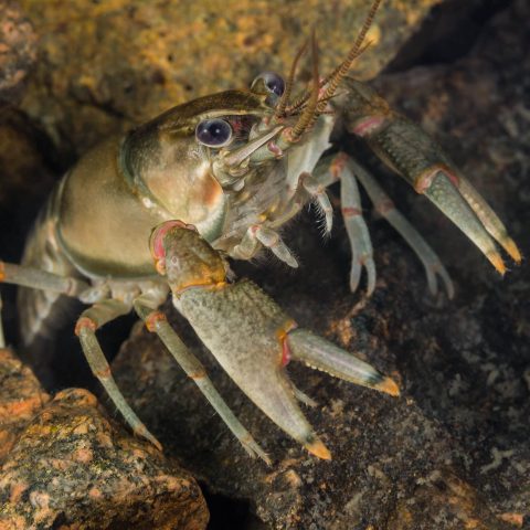 A Crayfish (Cambarus Bartonii) Creeping Out From Under A Rock In Fairbank Provincial Park, Sudbury, Northern Ontario, Canada Scuba Diving