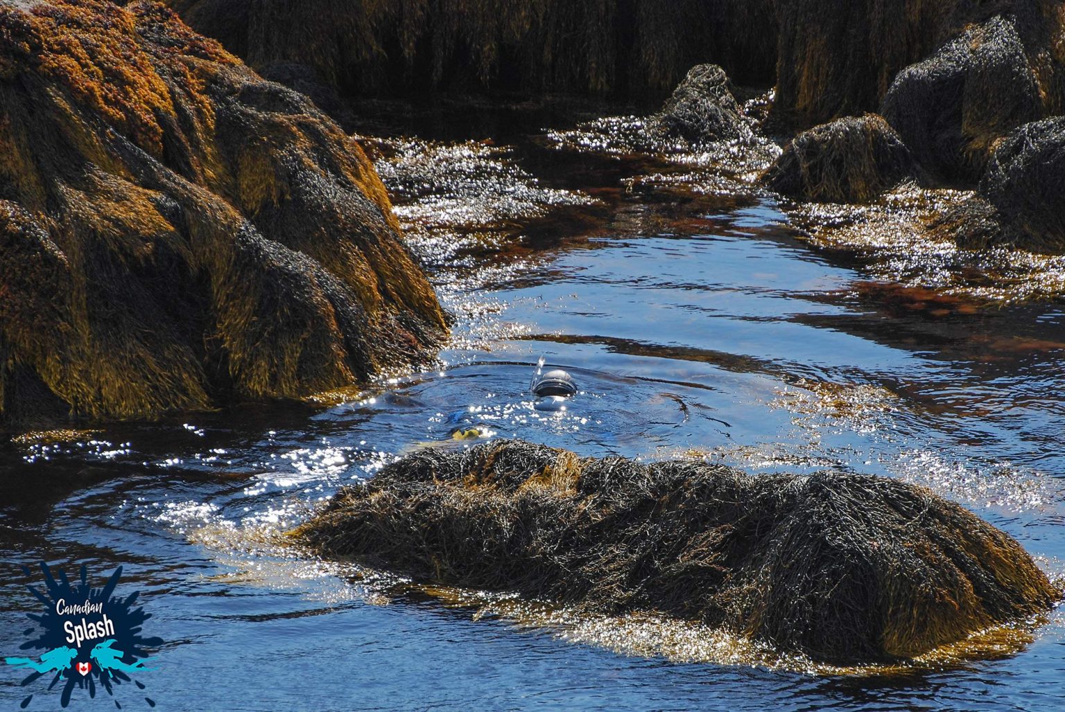 Splish, Splash in a Canadian Tide Pool Dive Buddies 4 Life
