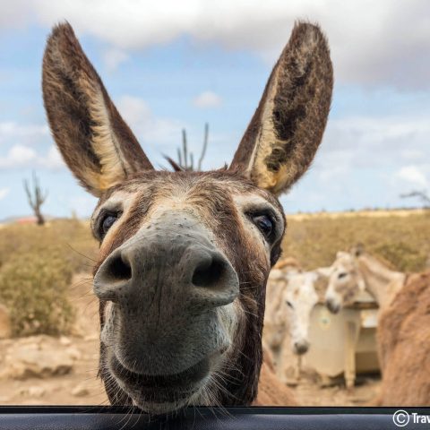 A Donkey Peeking Through The Car Window At The Bonaire Donkey Sanctuary, Dutch Caribbean