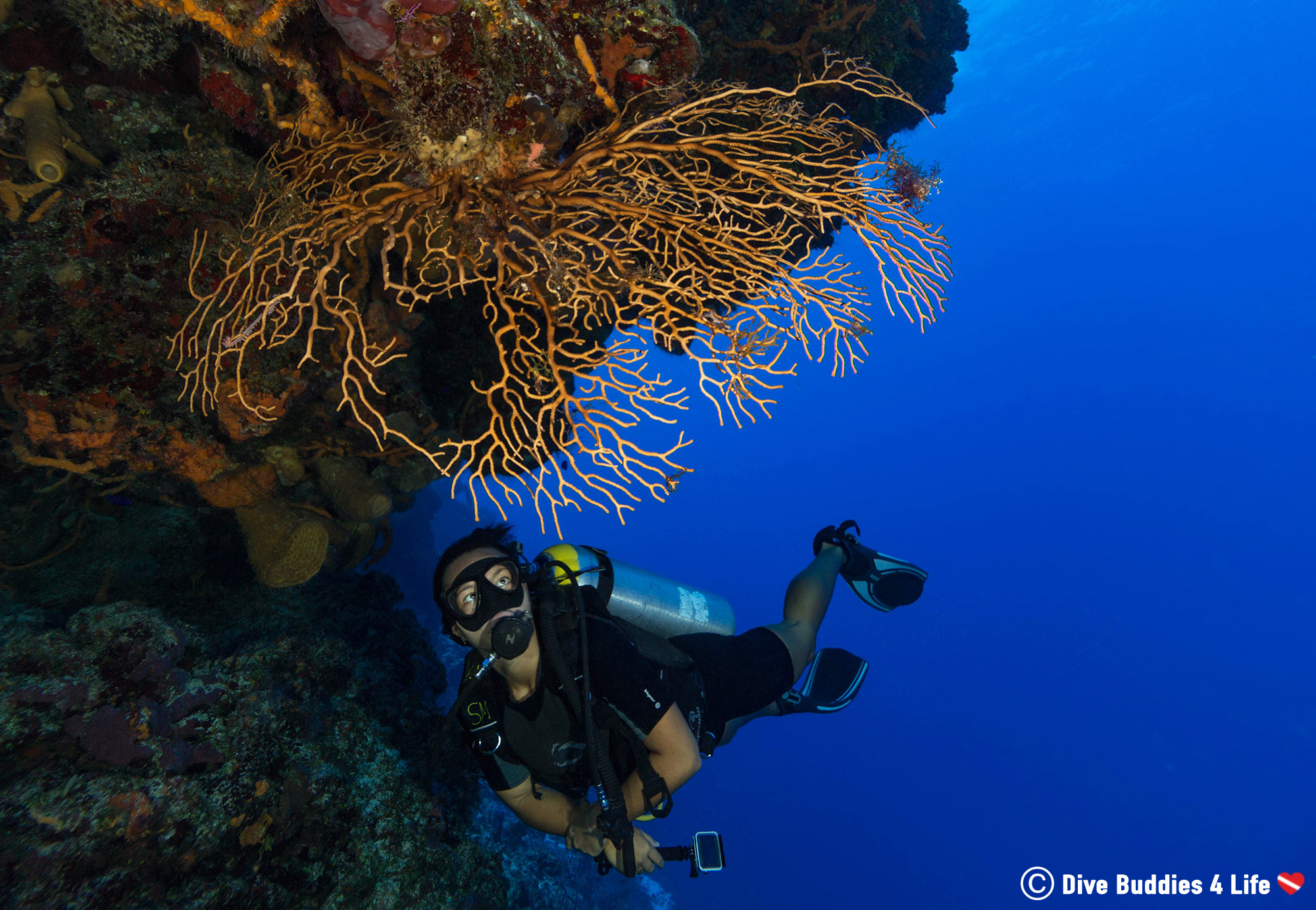 A Female Scuba Diver Gazing At A Gorgonian While Underwater In Cozumel, Mexico