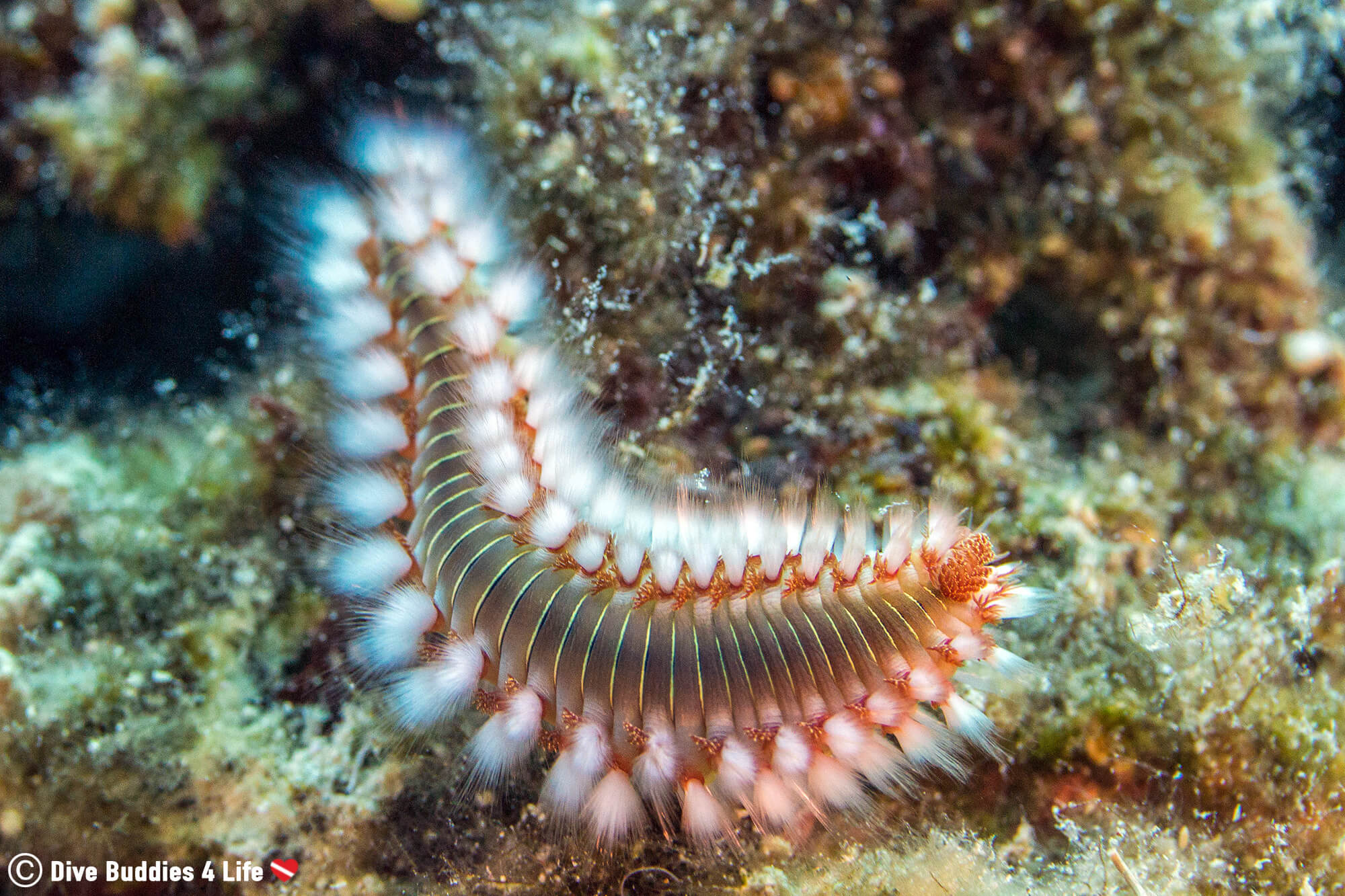 A Fire worm Emerging From The Plant Life Underwater In Sarandë, Albania, Europe's Balkan Country