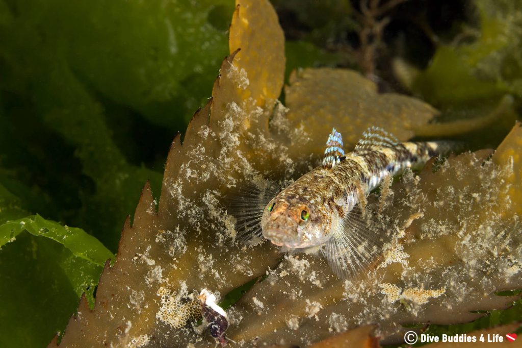 The Underwater Gardens of Carnac | Dive Buddies 4 Life