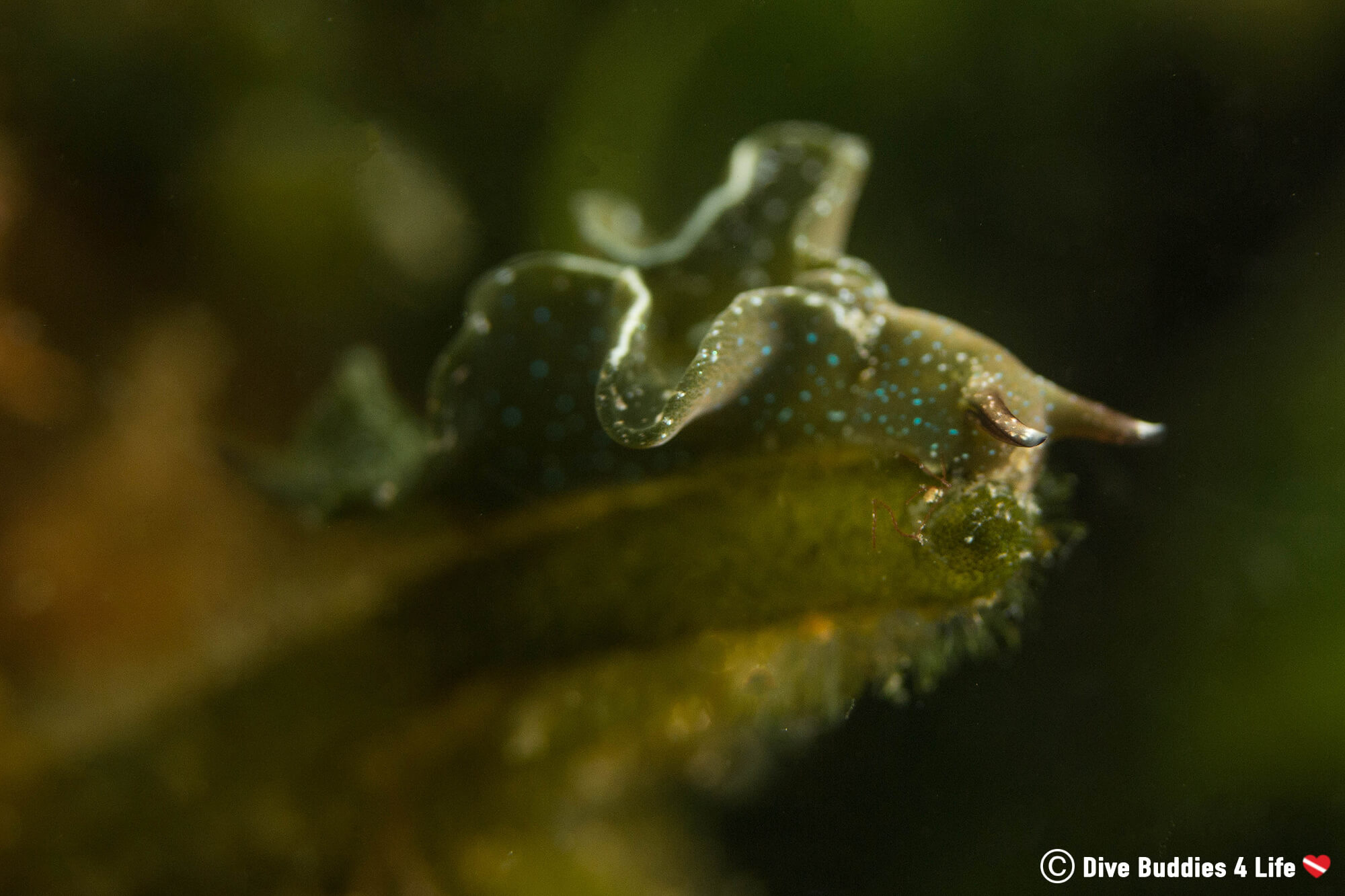A Green Kelp Like Nudibranch On A Piece Of Dead Mans Fingers In The Netherlands Saltwater Lake
