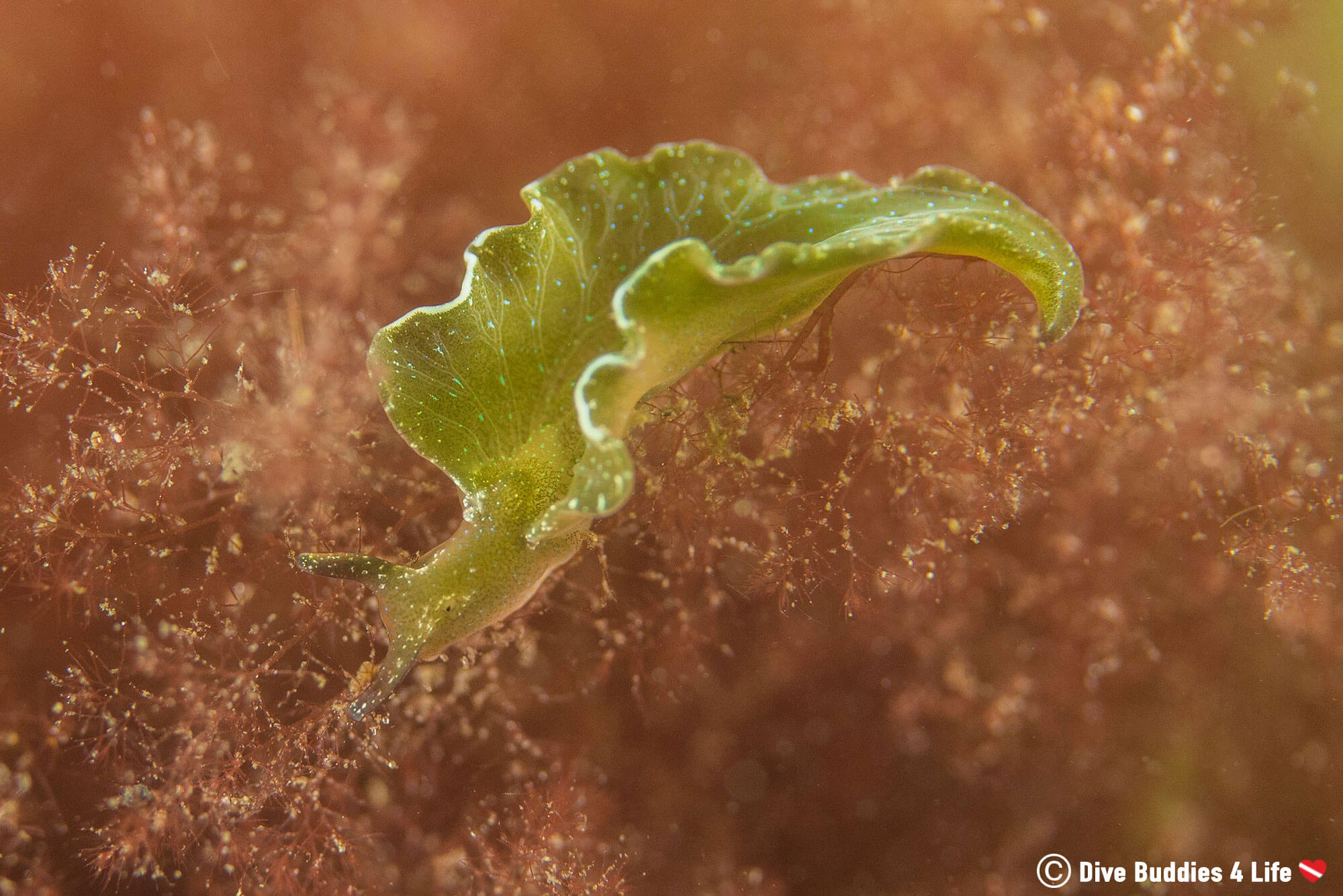 A Green Lettuce Looking Nudibranch With A Red Algae Background