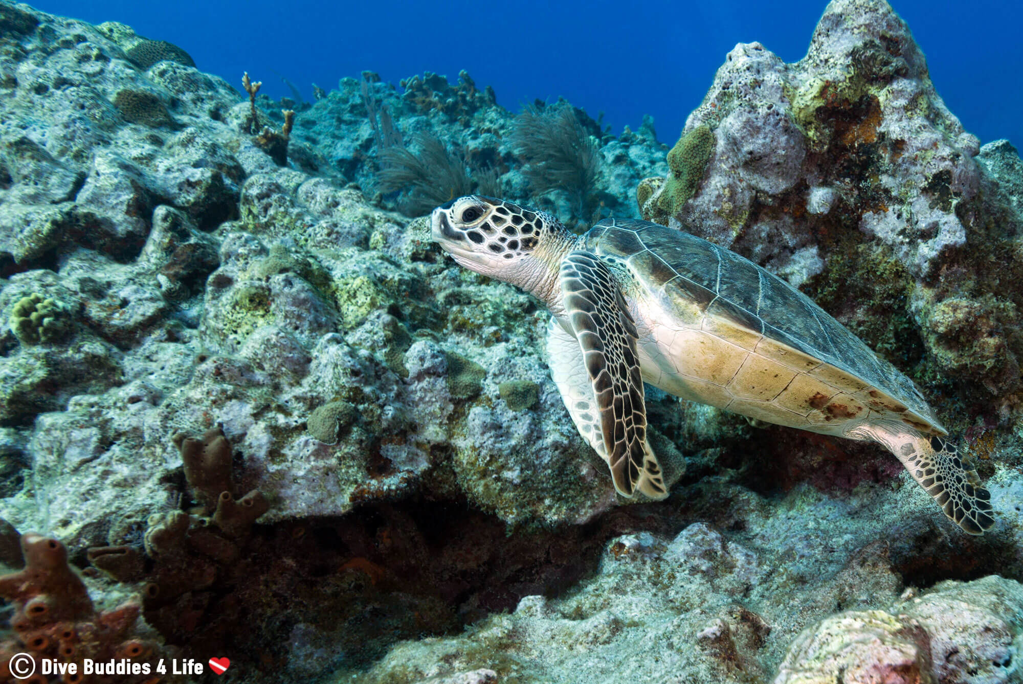 A Green Sea turtle On The Reef Of Key Largo In The Florida Keys, USA