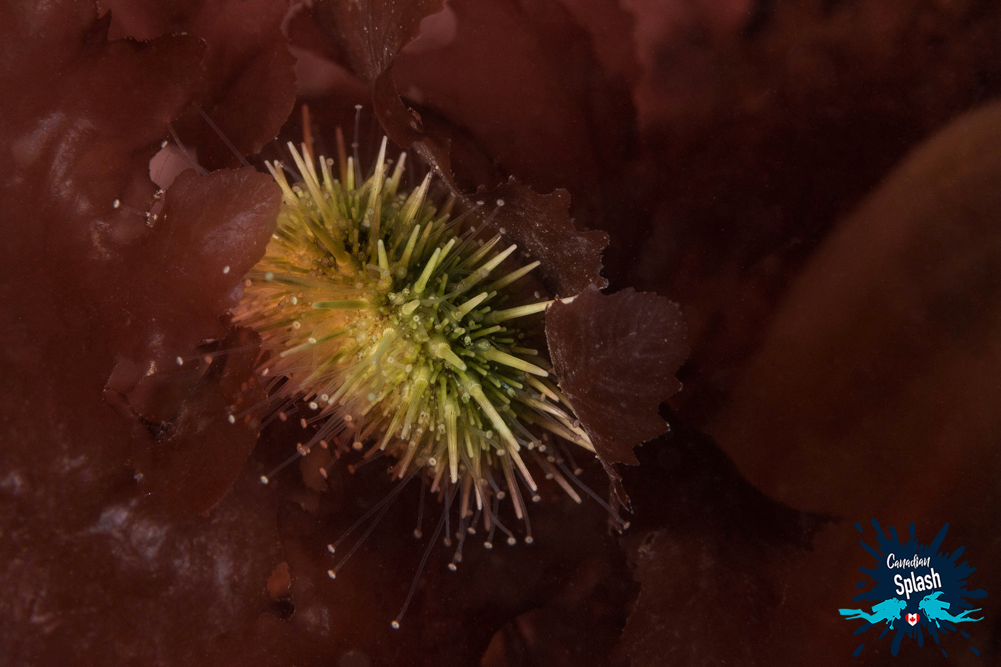 A Green Spiky Sea Urchin Wedged Between Some Red Kelp Scuba Diving Terrence Bay Halifax, Nova Scotia Scuba, Canada