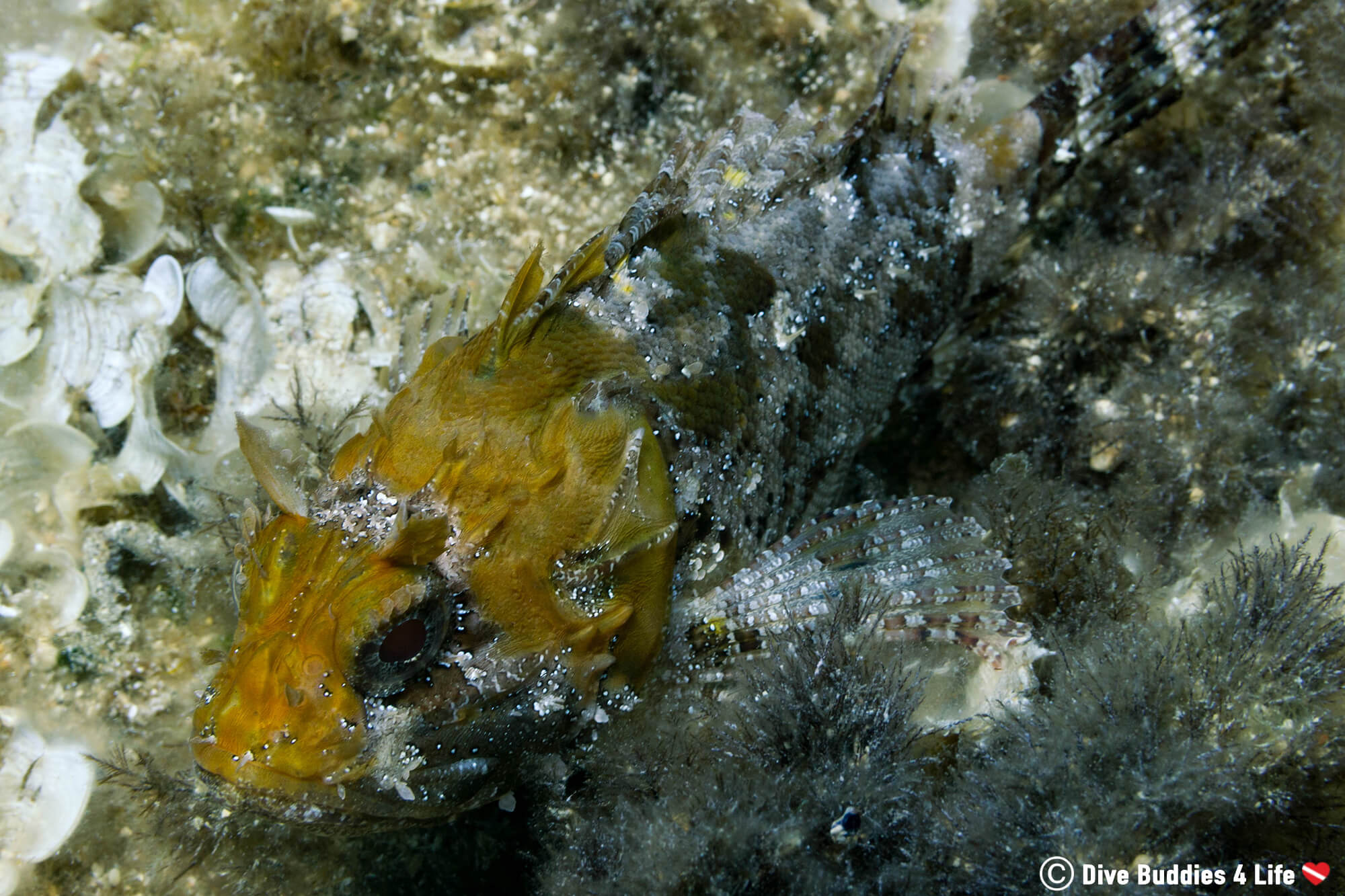 A Grey And Yellow Scorpionfish On The Bottom Of Dubrovnik's Mediterranean Sea In Croatia, Europe 