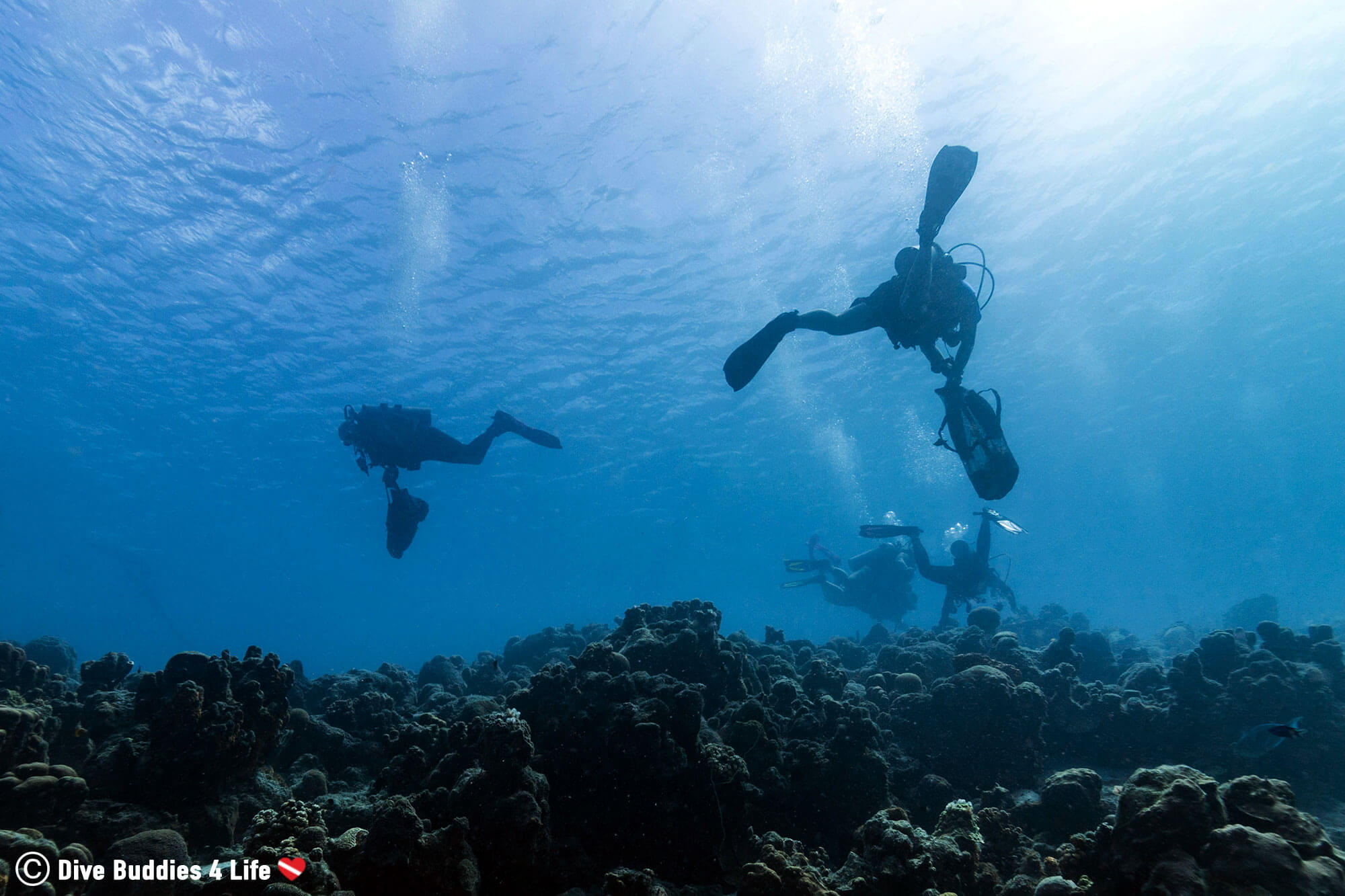A Group Of Scuba Divers Cleaning The Reefs During A Dive Clean Up On Bonaire With Dive Friends