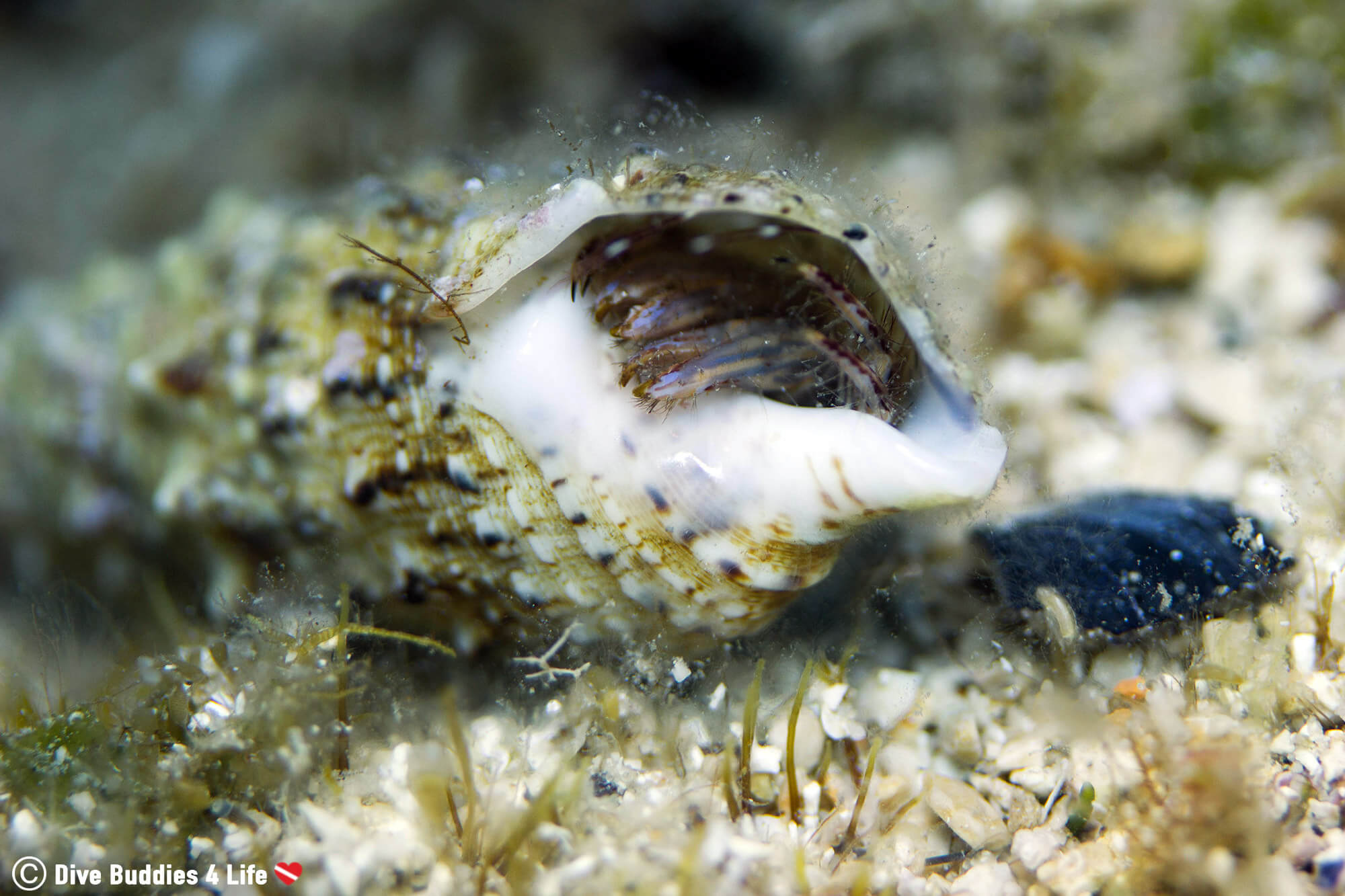 A Hermit Crab Hiding In His Shell In Dubrovnik, Croatia One Of Europe's Balkan Countries