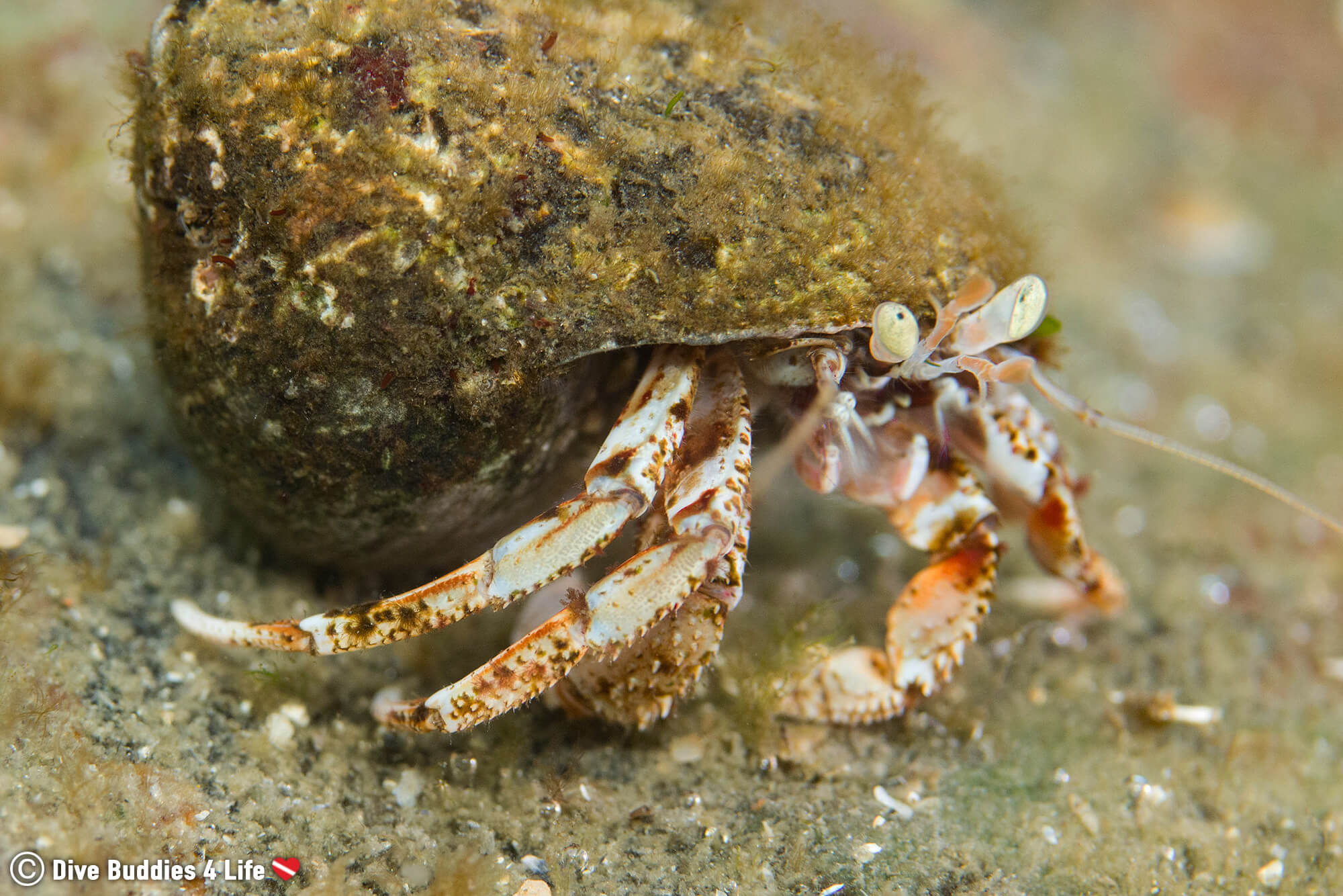A Hermit Crab In His Shell In The Netherlands Saltwater Lake, Zeeland