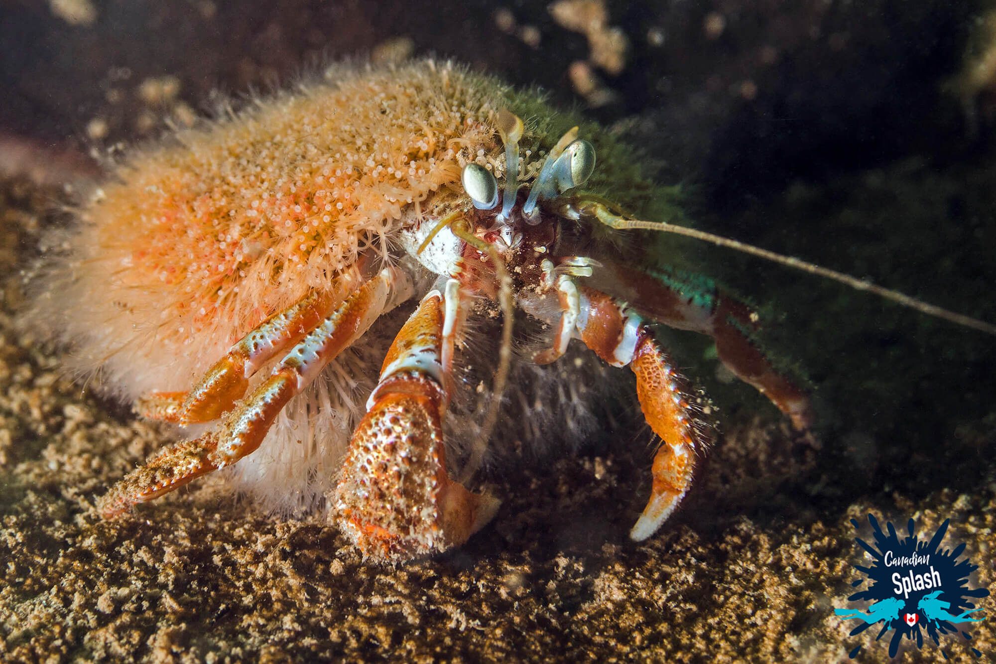 A Hermit Crab In The Bay Of Fundy With Pink Hydroids On His Shell, Saint John, New Brunswick, Canada