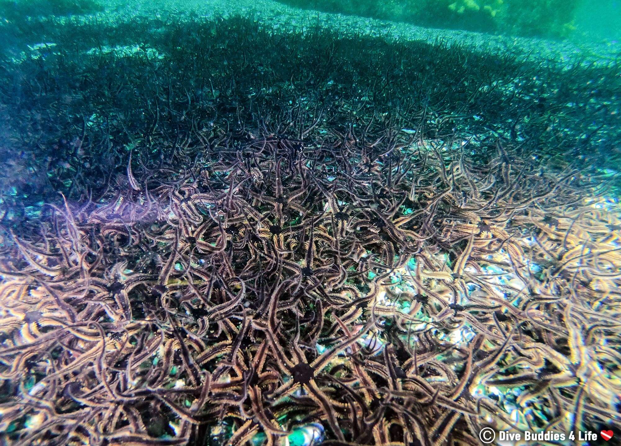 A Huge Aggregation Of Black Brittle Stars On The Bottom Of The Ocean In Carnac, France