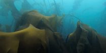 A Kelp Bed On Grand Manan Island, Scuba Diving Canada