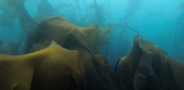 A Kelp Bed On Grand Manan Island, Scuba Diving Canada
