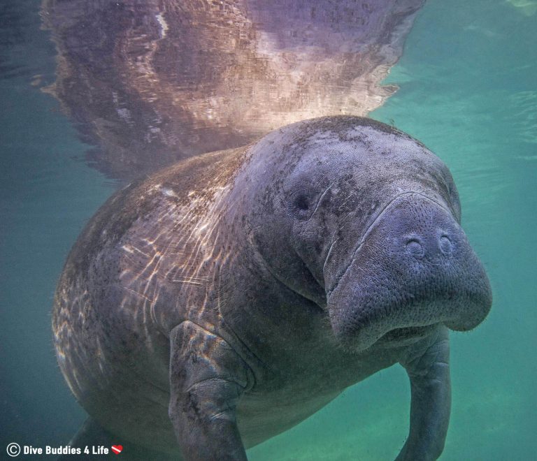 Snorkeling with Manatees in Crystal River | Dive Buddies 4 Life