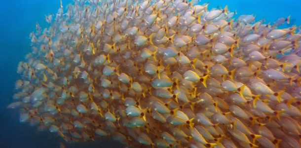 A Large School Of Yellow Snappers In The Blue Ocean Of The Catalina Islands In Costa Rica, Central America