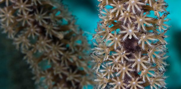 A Macro Photograph Of A Piece Of Soft Coral In Bonaire, Underwater Photography Guide