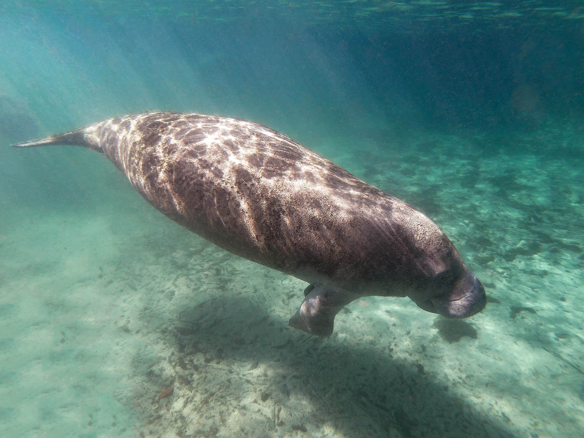 A Manatee Floating Underwater In Three Sisters Springs, Florida, USA