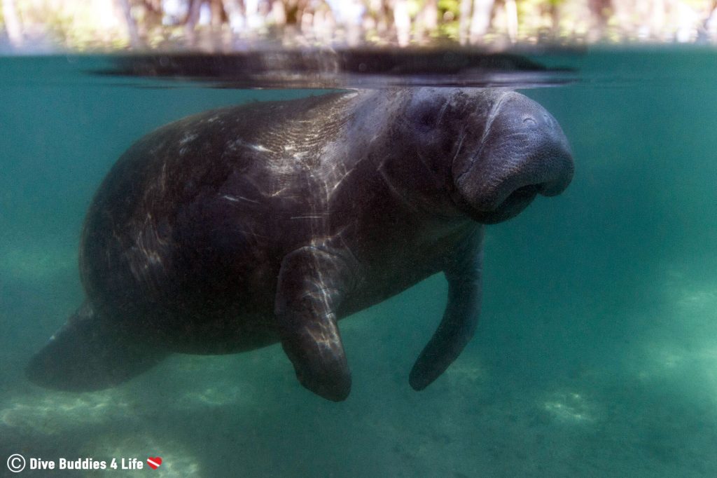 Snorkeling with Manatees in Crystal River | Dive Buddies 4 Life