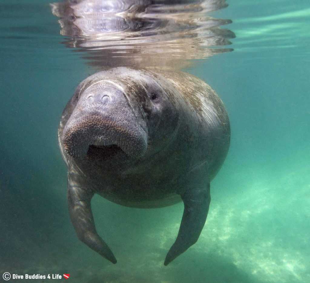 Snorkeling with Manatees in Crystal River | Dive Buddies 4 Life