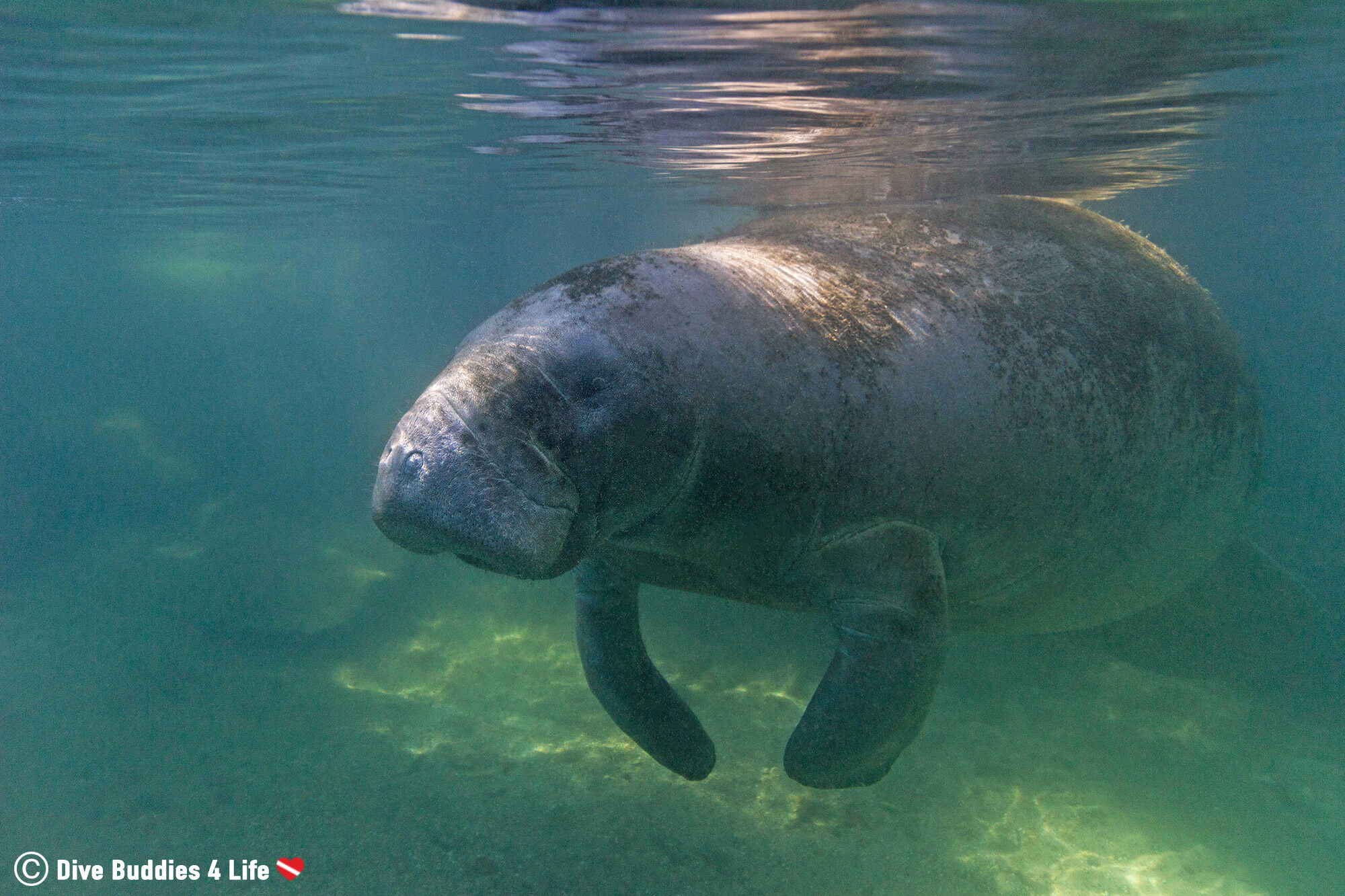 A Manatee Hanging In The Clear Water Of Crystal River, Florida, Citrus County, USA
