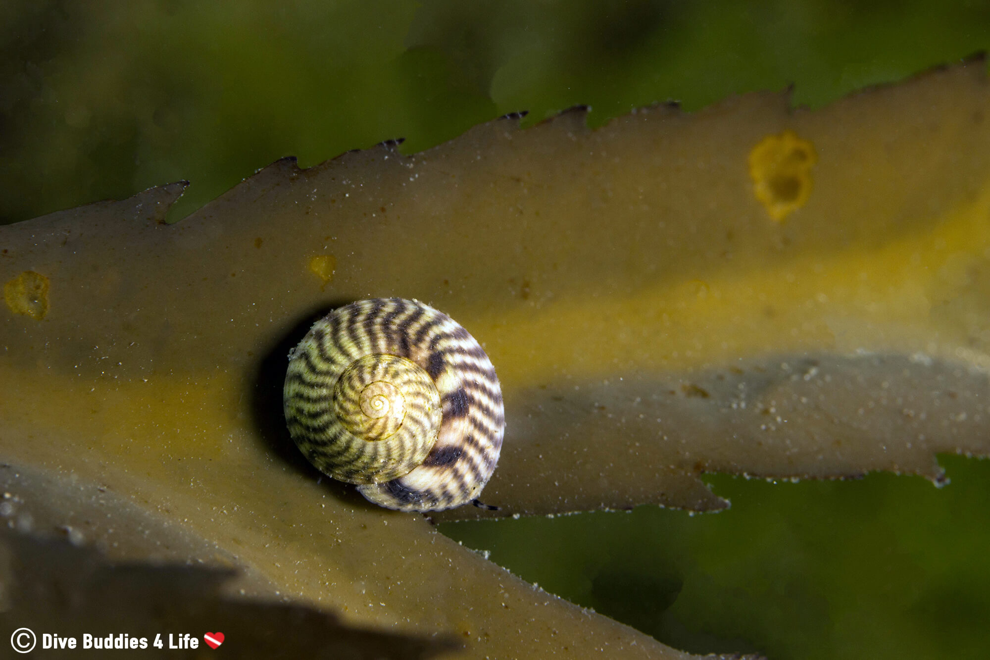 A Marine Snail On A Piece Of Kelp In Carnac, France