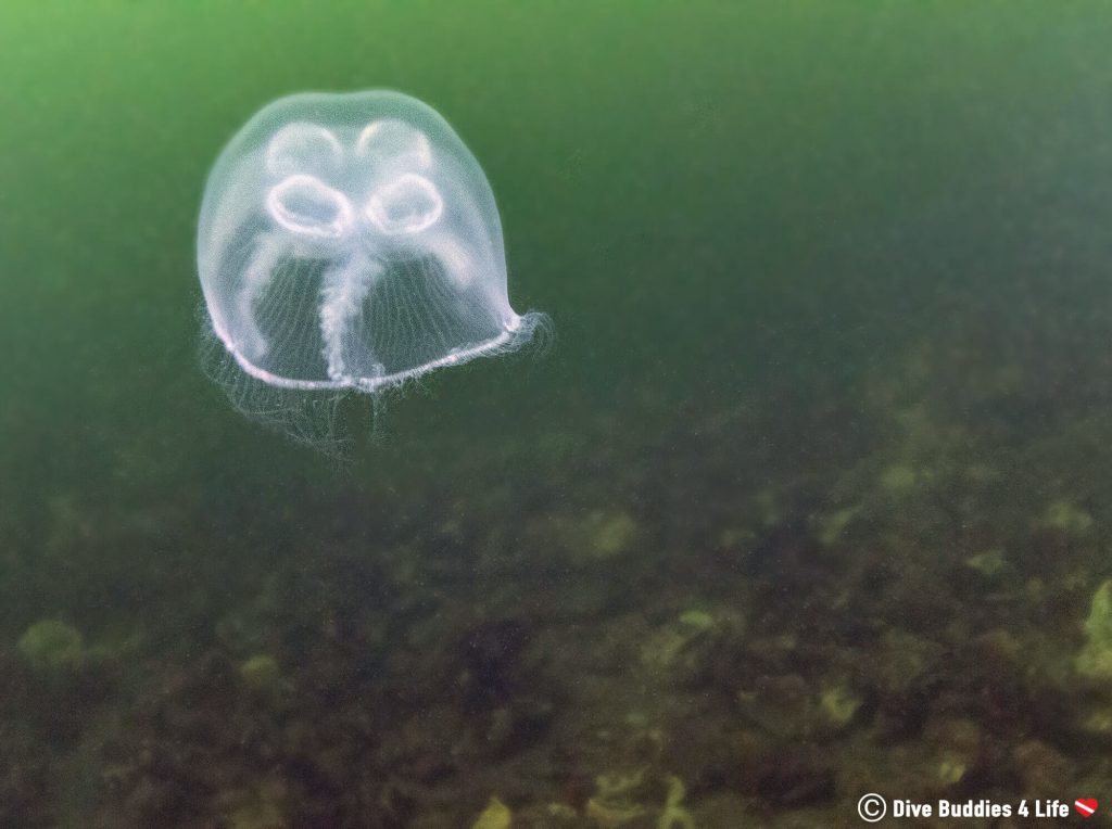 Species in the Spotlight Jellyfish Dive Buddies 4 Life