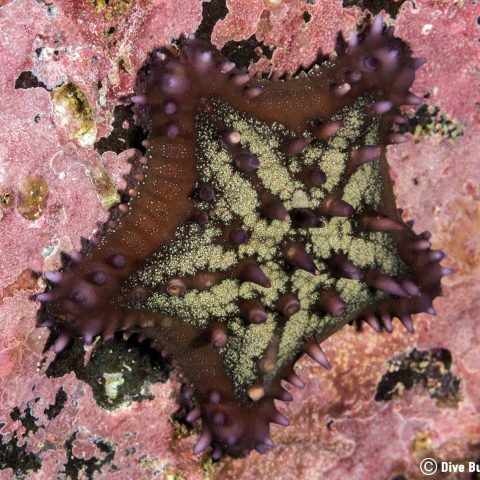 A Pacific Sea Star On A Wall Of Coralline Algae, Zihuatanejo, Mexico