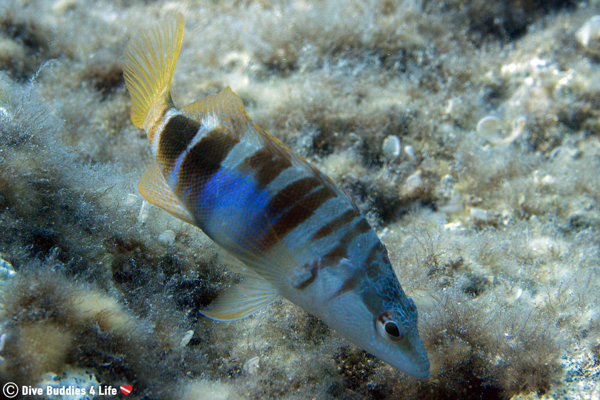 A Painted Comber Swimming Around Zakynthos Island Dive Site In Greece, Europe