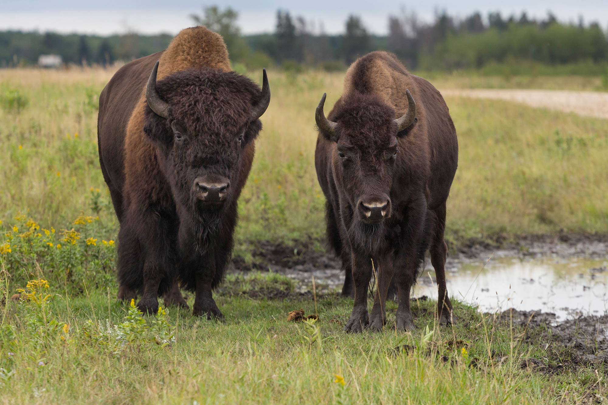 A Pair Of Bison On The Plains Of Manitoba, In Riding Mountain National Park, Canada