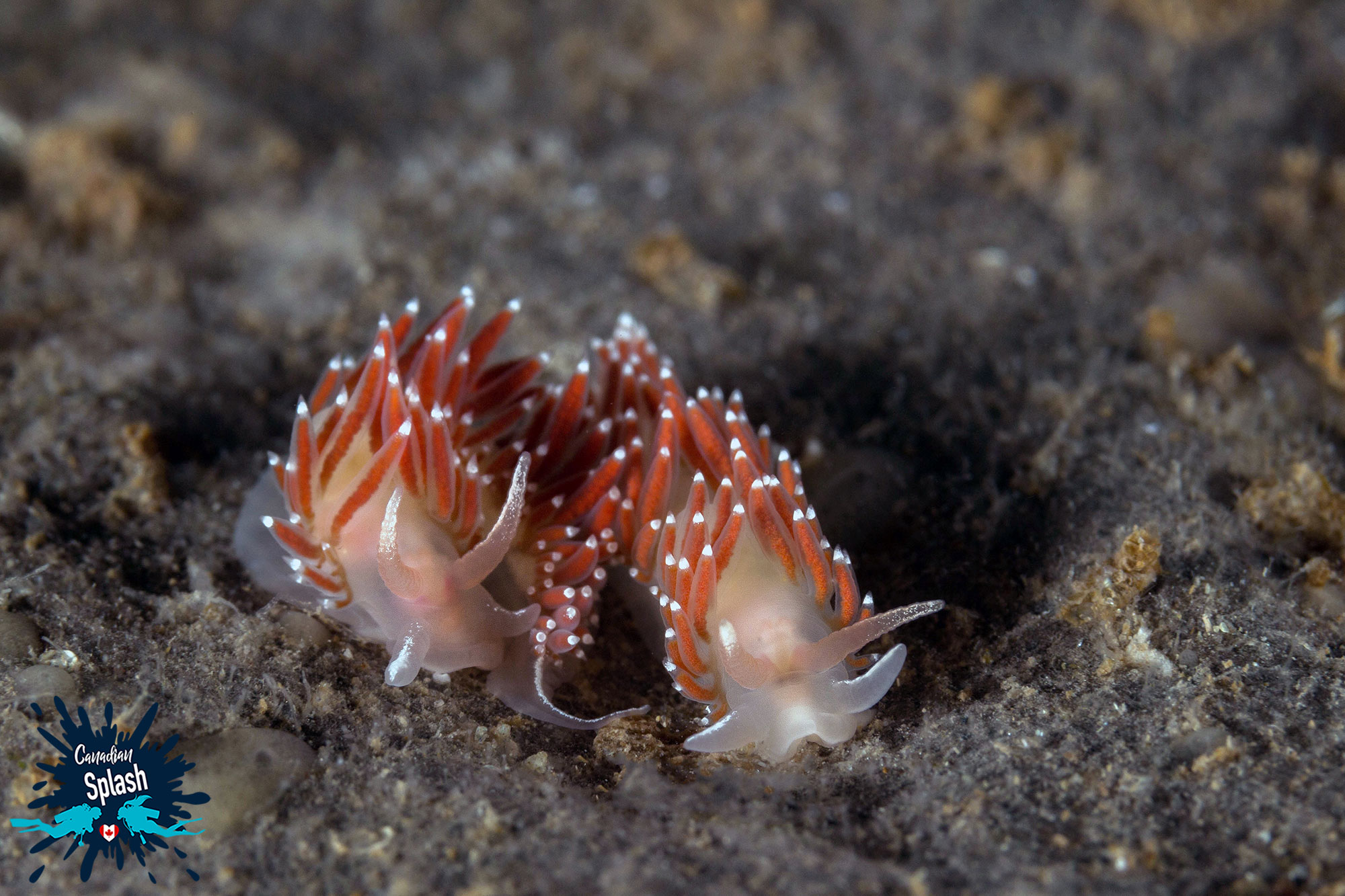 A Pair Of Red Gilled Nudibranchs Taking Shelter From The Tides In Newfoundland