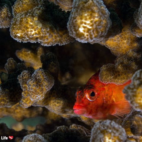 A Peeking Hawkfish Hiding Out In The Brown Coral Of Caleta Dive Site In Zihuatanejo, Mexico
