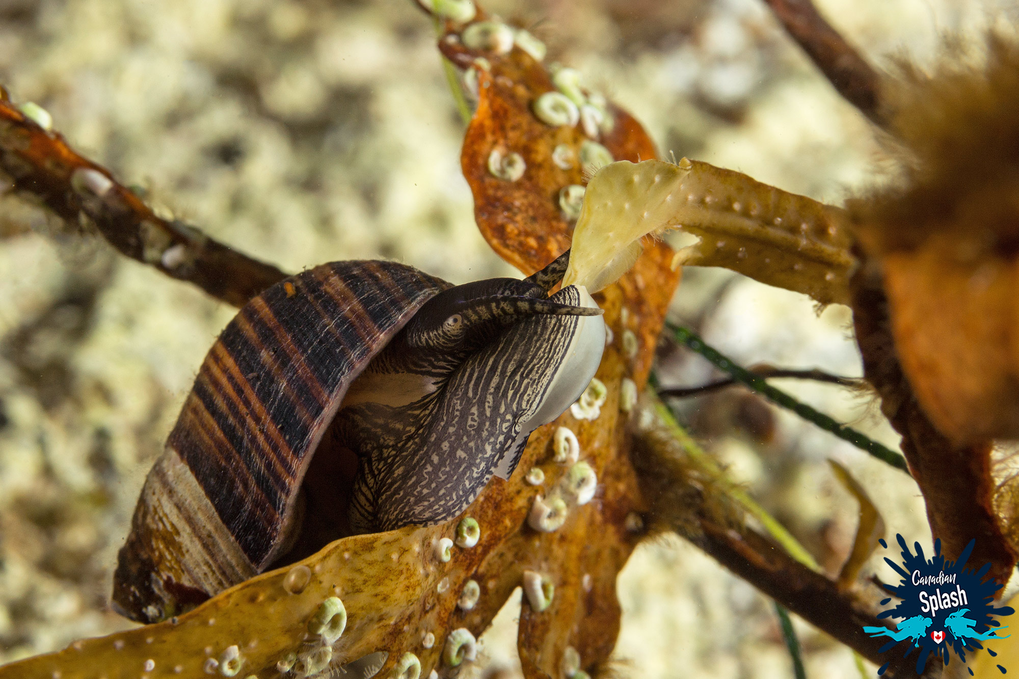 A Periwinkle Snail On A Piece On Rockweed In Nova Scotia, Canada