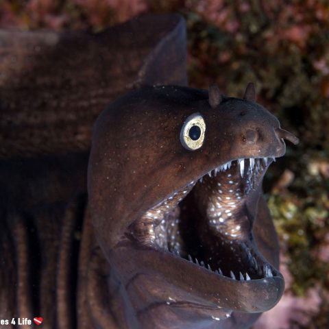 A Purple Moray Eel Showing His Teeth To A Dive In The Azores Islands Of Portugal, Europe
