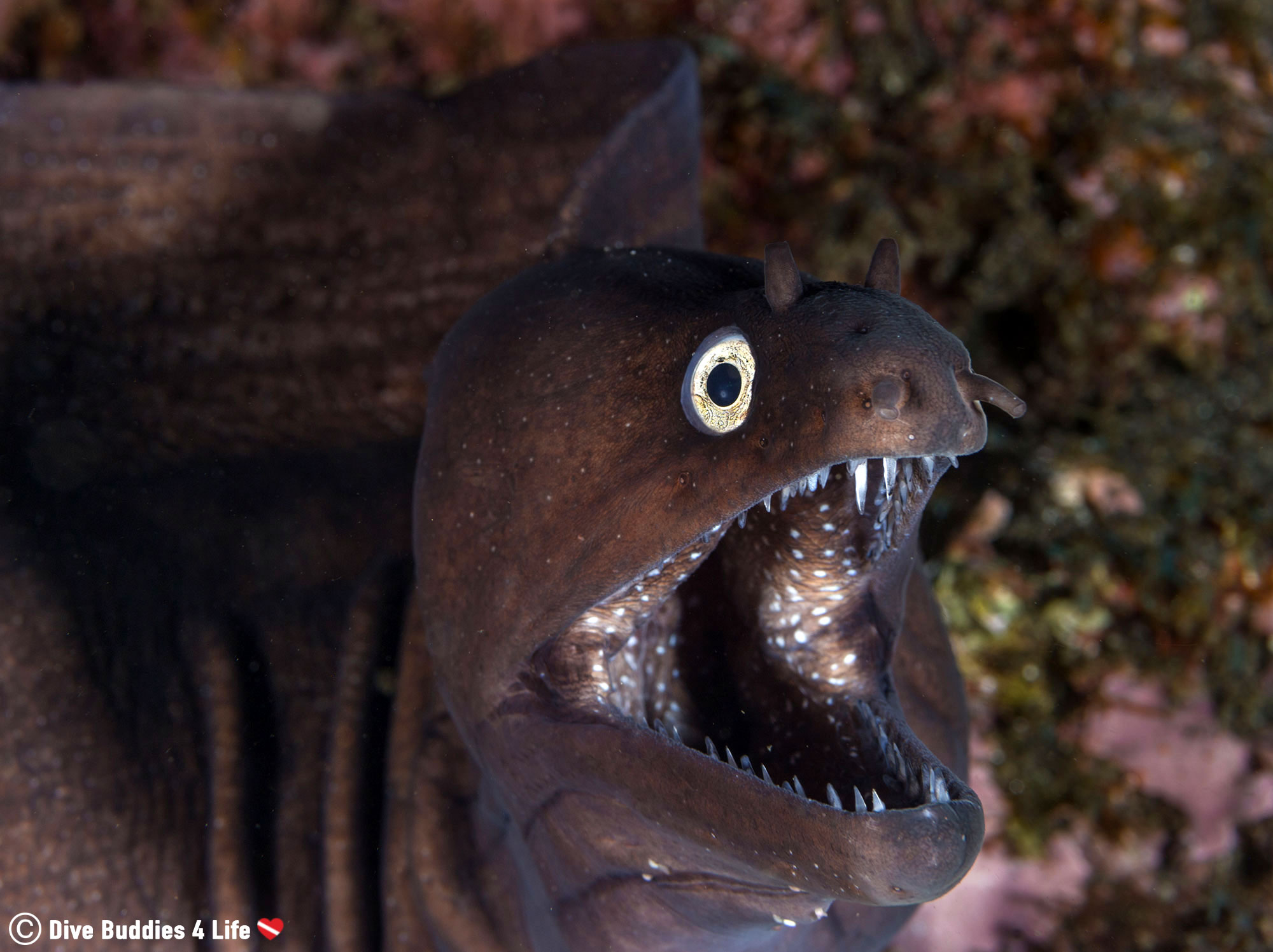 A Purple Moray Eel Showing His Teeth To A Dive In The Azores Islands Of Portugal, Europe
