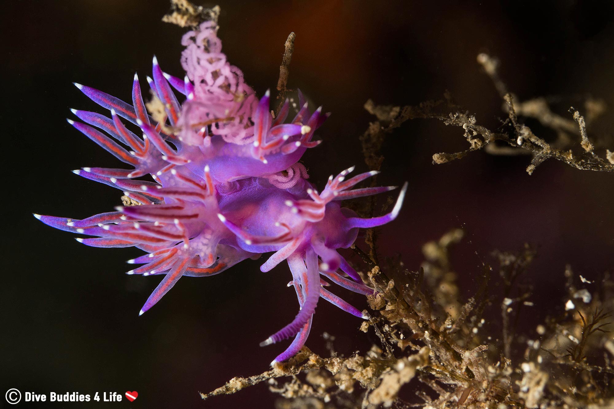 A Purple Nudibranch Laying Eggs On A Piece Of Flora In The Côte D'Azure, France Scuba Diving, Europe