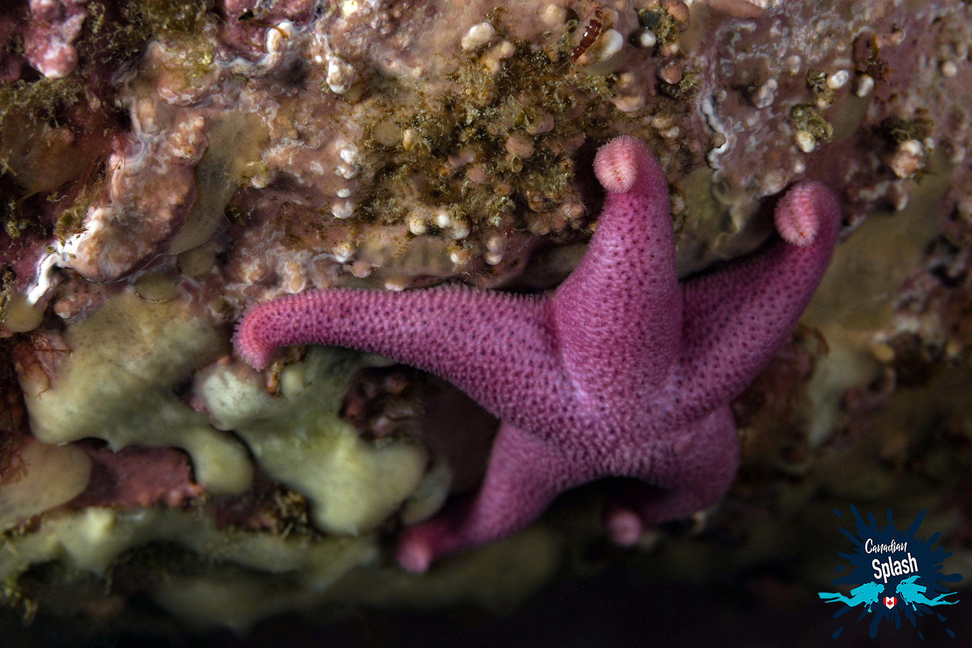 A Purple Sea Star Clinging To The Rock Face Of Deer Island, New Brunswick Scuba Diving, Canada