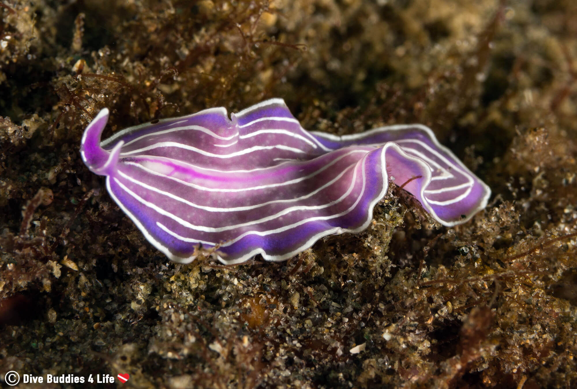 A Purple And White Flat Worm In The Ocean Floor In Costa Del Sol, Spain, Europe 